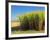 Fields of Sugarcane near Hervey Bay, Queensland, Australia-David Wall-Framed Photographic Print