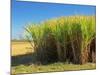 Fields of Sugarcane near Hervey Bay, Queensland, Australia-David Wall-Mounted Photographic Print