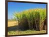 Fields of Sugarcane near Hervey Bay, Queensland, Australia-David Wall-Framed Photographic Print