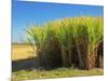 Fields of Sugarcane near Hervey Bay, Queensland, Australia-David Wall-Mounted Photographic Print