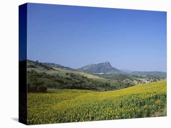 Fields of Sunflowers, Near Ronda, Andalucia (Andalusia), Spain, Europe-Ruth Tomlinson-Stretched Canvas