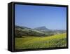 Fields of Sunflowers, Near Ronda, Andalucia (Andalusia), Spain, Europe-Ruth Tomlinson-Framed Stretched Canvas