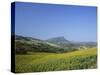 Fields of Sunflowers, Near Ronda, Andalucia (Andalusia), Spain, Europe-Ruth Tomlinson-Stretched Canvas