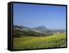 Fields of Sunflowers, Near Ronda, Andalucia (Andalusia), Spain, Europe-Ruth Tomlinson-Framed Stretched Canvas