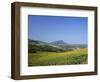 Fields of Sunflowers, Near Ronda, Andalucia (Andalusia), Spain, Europe-Ruth Tomlinson-Framed Photographic Print