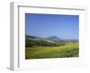 Fields of Sunflowers, Near Ronda, Andalucia (Andalusia), Spain, Europe-Ruth Tomlinson-Framed Photographic Print