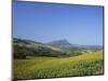 Fields of Sunflowers, Near Ronda, Andalucia (Andalusia), Spain, Europe-Ruth Tomlinson-Mounted Photographic Print