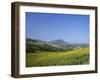 Fields of Sunflowers, Near Ronda, Andalucia (Andalusia), Spain, Europe-Ruth Tomlinson-Framed Photographic Print