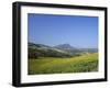 Fields of Sunflowers, Near Ronda, Andalucia (Andalusia), Spain, Europe-Ruth Tomlinson-Framed Photographic Print