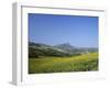 Fields of Sunflowers, Near Ronda, Andalucia (Andalusia), Spain, Europe-Ruth Tomlinson-Framed Photographic Print