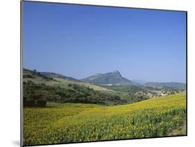 Fields of Sunflowers, Near Ronda, Andalucia (Andalusia), Spain, Europe-Ruth Tomlinson-Mounted Photographic Print