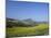 Fields of Sunflowers, Near Ronda, Andalucia (Andalusia), Spain, Europe-Ruth Tomlinson-Mounted Photographic Print