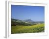 Fields of Sunflowers, Near Ronda, Andalucia (Andalusia), Spain, Europe-Ruth Tomlinson-Framed Photographic Print