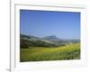 Fields of Sunflowers, Near Ronda, Andalucia (Andalusia), Spain, Europe-Ruth Tomlinson-Framed Photographic Print