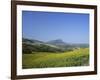 Fields of Sunflowers, Near Ronda, Andalucia (Andalusia), Spain, Europe-Ruth Tomlinson-Framed Photographic Print