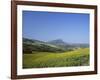 Fields of Sunflowers, Near Ronda, Andalucia (Andalusia), Spain, Europe-Ruth Tomlinson-Framed Photographic Print