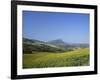 Fields of Sunflowers, Near Ronda, Andalucia (Andalusia), Spain, Europe-Ruth Tomlinson-Framed Photographic Print