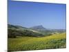 Fields of Sunflowers, Near Ronda, Andalucia (Andalusia), Spain, Europe-Ruth Tomlinson-Mounted Photographic Print