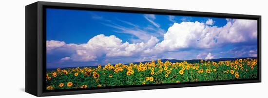 Fields of Sunflowers Rudesheim Vicinity Germany-null-Framed Stretched Canvas