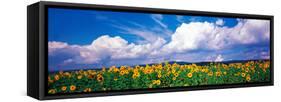 Fields of Sunflowers Rudesheim Vicinity Germany-null-Framed Stretched Canvas