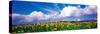 Fields of Sunflowers Rudesheim Vicinity Germany-null-Stretched Canvas
