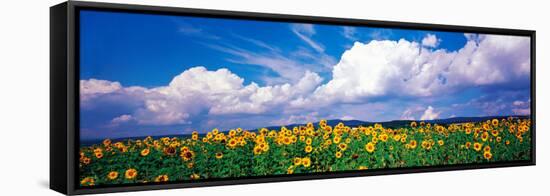 Fields of Sunflowers Rudesheim Vicinity Germany-null-Framed Stretched Canvas