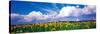 Fields of Sunflowers Rudesheim Vicinity Germany-null-Stretched Canvas