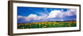 Fields of Sunflowers Rudesheim Vicinity Germany-null-Framed Photographic Print