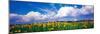 Fields of Sunflowers Rudesheim Vicinity Germany-null-Mounted Photographic Print