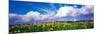 Fields of Sunflowers Rudesheim Vicinity Germany-null-Mounted Photographic Print