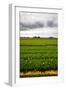 Fields of Tulips-gkuna-Framed Photographic Print