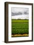 Fields of Tulips-gkuna-Framed Photographic Print