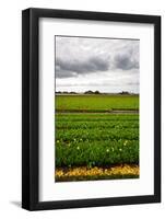 Fields of Tulips-gkuna-Framed Photographic Print