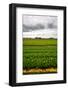 Fields of Tulips-gkuna-Framed Photographic Print