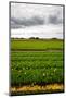 Fields of Tulips-gkuna-Mounted Photographic Print