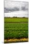 Fields of Tulips-gkuna-Mounted Photographic Print