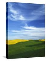 Fields of Wheat and Canola, Palouse, Whitman County, Washington, USA-Charles Gurche-Stretched Canvas