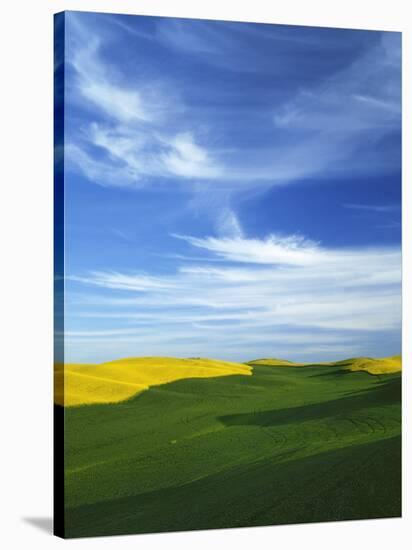 Fields of Wheat and Canola, Palouse, Whitman County, Washington, USA-Charles Gurche-Stretched Canvas