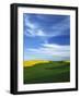 Fields of Wheat and Canola, Palouse, Whitman County, Washington, USA-Charles Gurche-Framed Photographic Print