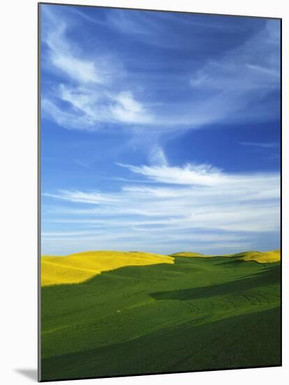 Fields of Wheat and Canola, Palouse, Whitman County, Washington, USA-Charles Gurche-Mounted Photographic Print