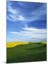 Fields of Wheat and Canola, Palouse, Whitman County, Washington, USA-Charles Gurche-Mounted Photographic Print