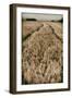 Fields of Wheat-Tim Kahane-Framed Photographic Print