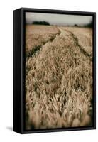 Fields of Wheat-Tim Kahane-Framed Stretched Canvas