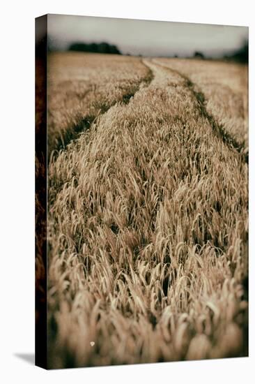 Fields of Wheat-Tim Kahane-Stretched Canvas