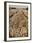 Fields of Wheat-Tim Kahane-Framed Photographic Print