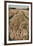 Fields of Wheat-Tim Kahane-Framed Photographic Print