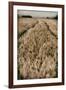 Fields of Wheat-Tim Kahane-Framed Photographic Print