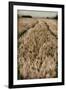 Fields of Wheat-Tim Kahane-Framed Photographic Print