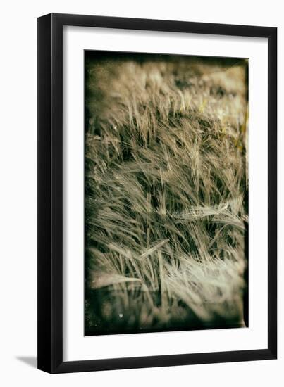 Fields of Wheat-Tim Kahane-Framed Photographic Print