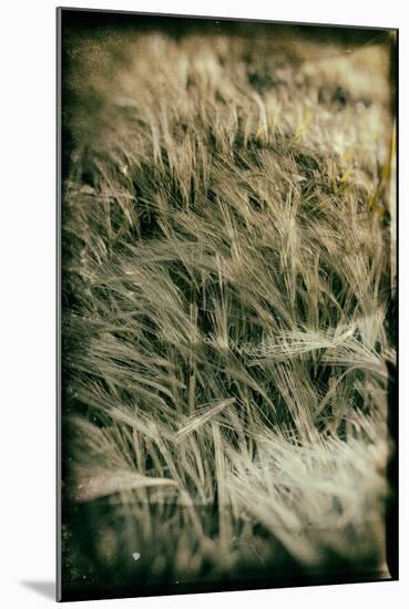 Fields of Wheat-Tim Kahane-Mounted Photographic Print